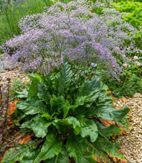 Limonium latifolium